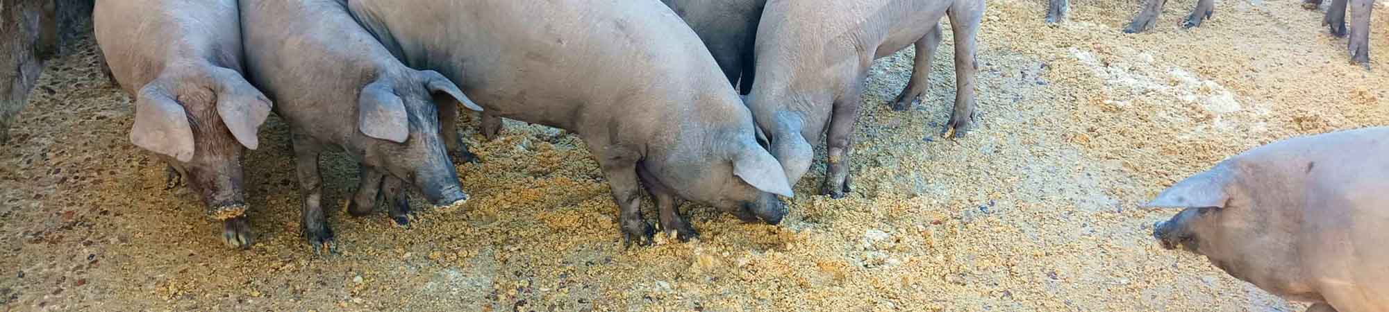 I+D+i de Nutrición Especial