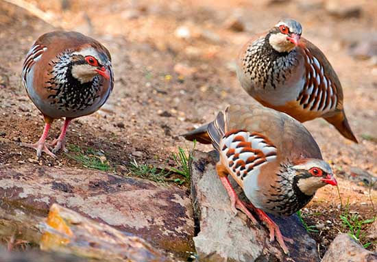 Productos otras especies