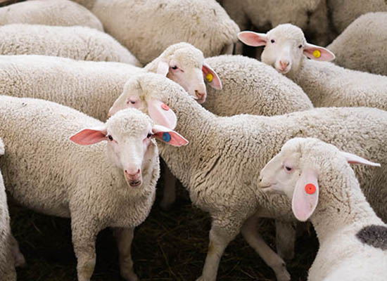 Productos Ovino, caprino y vacuno