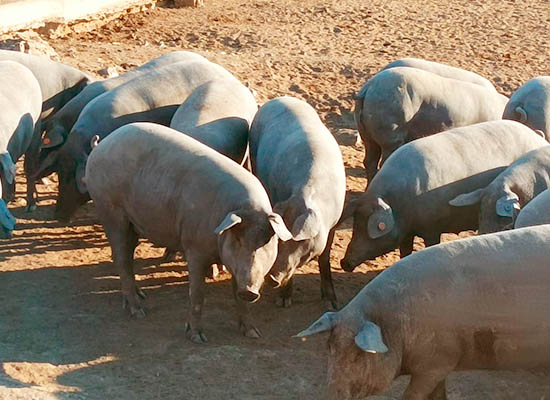 Productos de Nutrición Especial